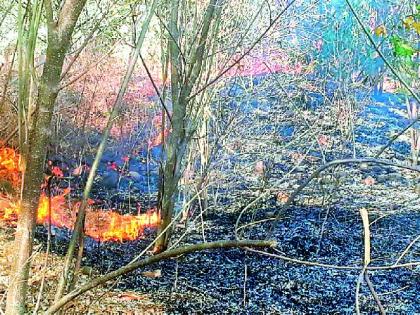 Three and a thousand trees suffer from fire | साडेतीन हजार वृक्षांना आगीची झळ