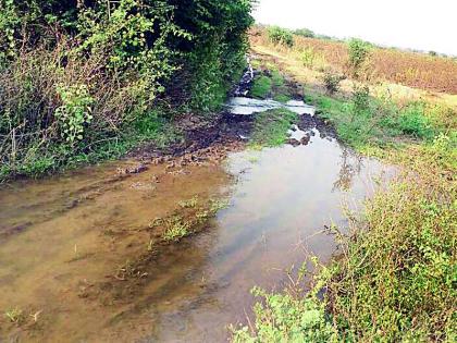 Shiva Pandan is submerged due to canal water | कालवा झिरपल्याने शिवपांदण पाण्याखाली