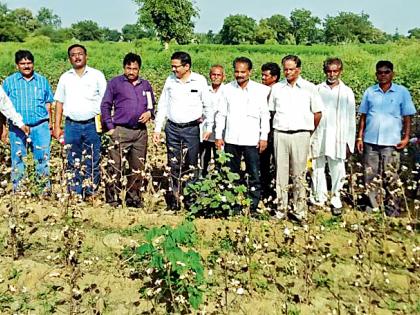 Fungal disease attack on cotton crop | कपाशी पिकावर बुरशीजन्य रोगाचा हल्ला