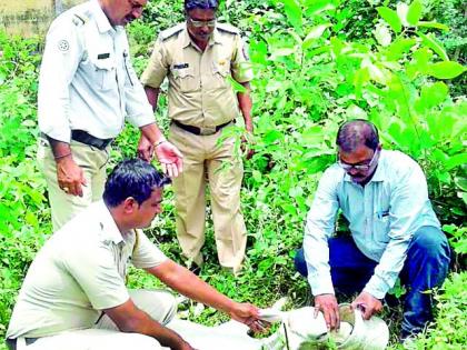 The kindness of the injured calf in the police station | पोलीसदादाला आली जखमी वासराची दया