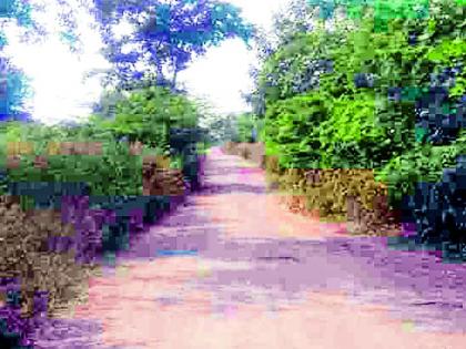 Rural Roads in Shrubs Are Dangerous | झुडपांच्या विळख्यातील ग्रामीण रस्ते धोकादायक