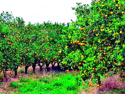40% orange trees due to Kavadimol Bhav; Increased difficulty of farmers | कवडीमोल भावामुळे ४० टक्के संत्रा झाडाला; शेतकऱ्यांची वाढली अडचण 40% orange trees due to Kavadimol Bhav; Increased difficulty of farmers | कवडीमोल भावामुळे ४० टक्के संत्रा झाडाला; शेतकऱ्यांची वाढली अडचण