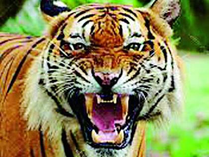 Tigers attacked the shepherd's goats | वाघाचा शेळ्यांच्या कळपावर हल्ला