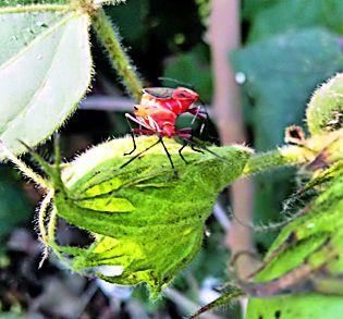 Ruined 45,000 hectares of cotton | ४५ हजार हेक्टरवरील कपाशी उद्ध्वस्त