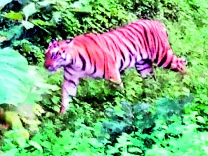 In the Shirpur area, the tigers flutter | शिरपूर परिसरात वाघाचा वावर