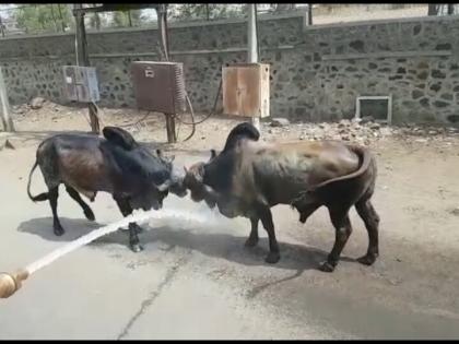  Pimpalgaon Baswant with two Bull battles | पिंपळगाव बसवंत येथे दोन वळूंची झुंज