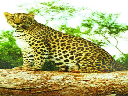  Child seriously injured in a leopard attack in Karanjangaon | करंजगाव येथे बिबट्याच्या हल्ल्यात बालक गंभीर