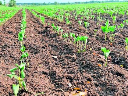 Crop coma, cloud of anxiety; Sowing in danger | पिके कोमात, चिंतेचे ढग; पेरण्या धोक्यात Crop coma, cloud of anxiety; Sowing in danger | पिके कोमात, चिंतेचे ढग; पेरण्या धोक्यात
