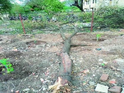  Unlawfully cutting tree branches | बेकायदेशीररीत्या वृक्षाच्या फांद्या तोडल्या