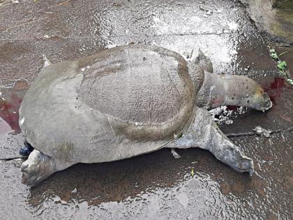 80 year old tortoise dies in Rankala Kolhapur, cause of death sparks debate | कोल्हापुरातील रंकाळ्यात ८० वर्षांचे कासव मृत, मृत्यूच्या कारणावरुन चर्चेला ऊत 80 year old tortoise dies in Rankala Kolhapur, cause of death sparks debate | कोल्हापुरातील रंकाळ्यात ८० वर्षांचे कासव मृत, मृत्यूच्या कारणावरुन चर्चेला ऊत