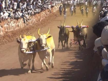 After twenty years, a huge procession will be held in Nirgudsar once again on the occasion of the Dharmaraj Yatra festival... | धर्मराज यात्रा उत्सवानिमित्त वीस वर्षांनंतर निरगुडसरमध्ये पुन्हा एकदा होणार भिर्रर्र... After twenty years, a huge procession will be held in Nirgudsar once again on the occasion of the Dharmaraj Yatra festival... | धर्मराज यात्रा उत्सवानिमित्त वीस वर्षांनंतर निरगुडसरमध्ये पुन्हा एकदा होणार भिर्रर्र...