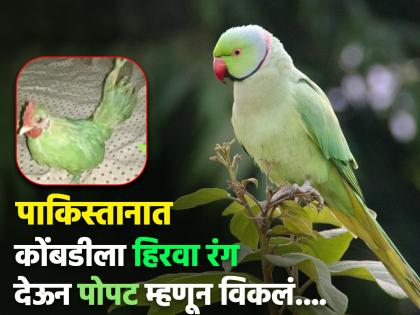 Pakistani seller paints hen green and sell as parrot for 6500 rupees photo viral | गजब करे भाई! पाकिस्तानात कोंबडीला हिरवा रंग देऊन पोपट म्हणून विकलं, फोटो व्हायरल...