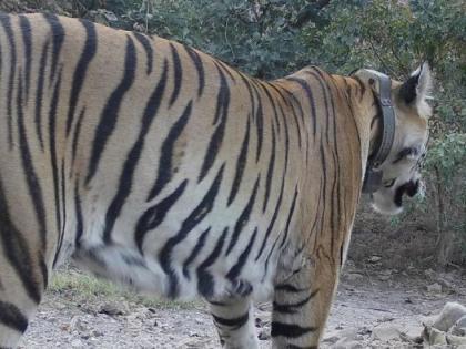 Tigress from Madhya Pradesh came to Melghat | मध्यप्रदेशातील वाघीण आली मेळघाटातील अंबाबरवात