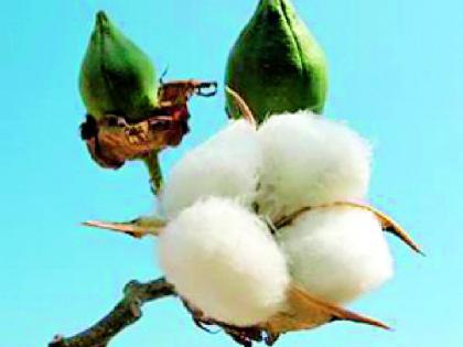 1764 Farmers register cotton online | १७६४ शेतकऱ्यांनी केली कापसाची ऑनलाईन नोंदणी