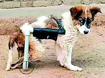 Wheelchair 'Jugaad' for Jimmy | जिमीसाठी व्हील चेअरचे ‘जुगाड’