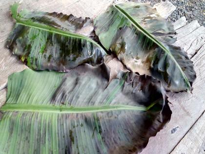 Banana leaves make the sun dry | उन्हामुळे केळीची पाने करपली