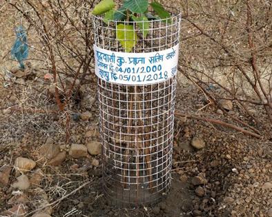 Sapling memory by planting pimple in Ambajogai | अंबाजोगाईत पिंपळाचे झाड लावून जपल्या स्मृती