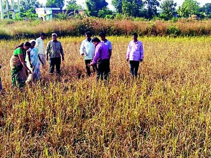 Panchnama of chicholi paddy crop | चिचोलीत धान पिकाचे पंचनामे