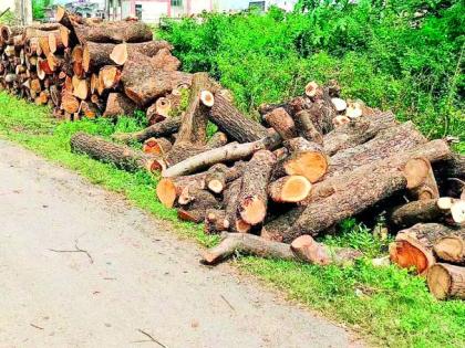 Permission granted 27, tree cut 57 | परवानगी मिळाली 27 ची, वृक्ष कापले 57