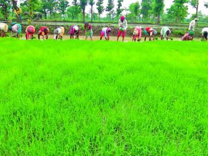 Start of paddy roping on folk music | लोकगीतांच्या तालावर धान रोवणीला प्रारंभ