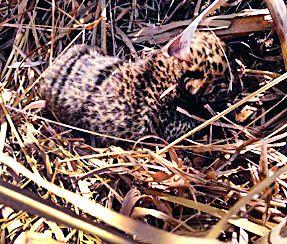 The female leopard reared the newborn baby | मादी बिबट नवजात पिलांकडे फिरकेना