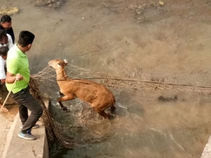 Deer fallen in canal, remain safe in Bhandara district | भंडारा जिल्ह्यात कालव्यात पडलेल्या सांबराला जीवदान