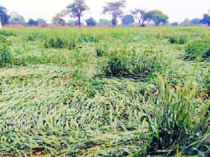 Rabi crop on 57 thousand hectares threatened | ५७ हजार हेक्टरवरील रबी पीक धोक्यात