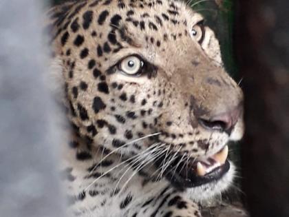 Leopards seized in Dudgaon | दुडगावला बिबट्या जेरबंद