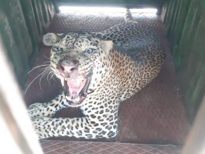  Leopards captured in Lalpadi | लालपाडीत बिबट्या जेरबंद