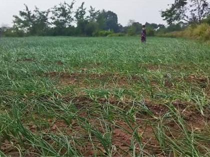 Spraying of herbicides on onion crop | कांदा पिकावर तणनाशक औषधाची फवारणी