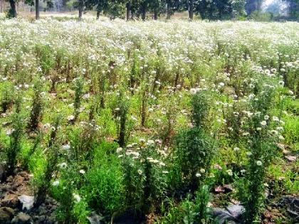 Instead of vegetable, the trend towards flower farming is increasing | भाजीपाल्याऐवजी फुलांच्या शेतीकडे वाढतोय कल Instead of vegetable, the trend towards flower farming is increasing | भाजीपाल्याऐवजी फुलांच्या शेतीकडे वाढतोय कल