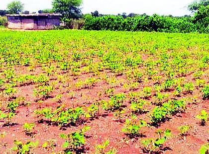 The soybean crop is yellow | सोयाबीन पीक पडतेय पिवळे