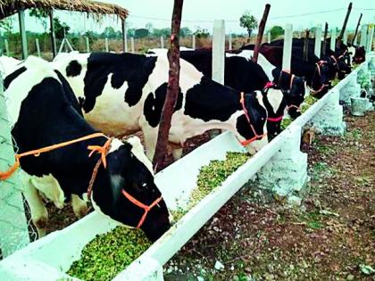 Due to not getting the price, milk business doubles | भाव मिळत नसल्याने दुग्ध व्यवसाय डबघाईस