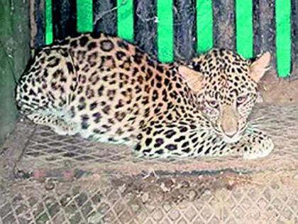 Dad ..! Bibat was sitting pretty under the sleeping woman's bed! | बापरे..! बिबट चक्क बसून होता झोपलेल्या महिलेच्या खाटेखाली!