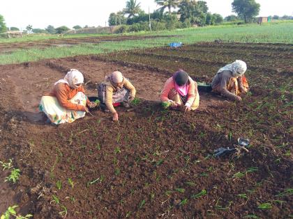 In the changing weather, onions are planted with onion seedlings | बदलत्या हवामानात कांदा रोपासह लागवड कांद्यावर अरिष्ट