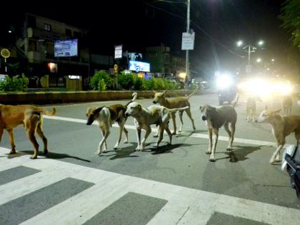 The terror of the ‘Chinese’ gang of Mokat dogs; Five thousand people were bitten in a year and a half! | मोकाट कुत्र्यांच्या ‘चायनीज’ गँगची दहशत; दीड वर्षात पाच हजार जणांना घेतला चावा !