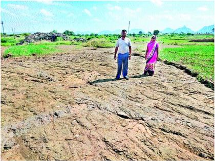 Two acres of onion seedlings were transported in Masonkhed | मेसनखेडेत दोन एकर कांदा रोपे गेली वाहून