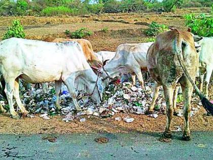 Sticky food is deadly for animals | शिळे अन्न जनावरांसाठी घातक