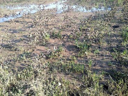 Damage to crops on 348 hectares in Sironcha taluka of Gadchiroli district | गडचिरोली जिल्ह्यातील सिरोंचा तालुक्यात ३४८ हेक्टरवरील पिकांचे नुकसान