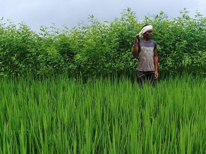 Short-term rice in the final stages; This year, the tur crop is also in full swing | कमी मुदतीचे धानपीक शेवटच्या टप्प्यात; यंदा तूर पिकही जोमात