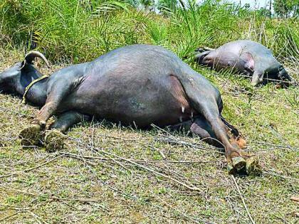 Two buffaloes were killed by electric shocks | वीजेच्या धक्क्याने दोन म्हशी ठार