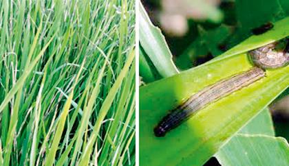 Insect attack on crops | पिकांवर किडींचे आक्रमण