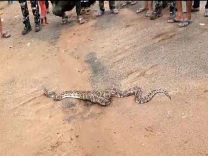 After hunting the chicken, the python reached the police station directly | कोंबड्याची शिकार करून अजगर पोहचला थेट पोलिस ठाण्यात