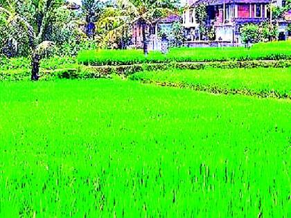 Summer Paddy cultivation will decrease | उन्हाळी धान लागवड घटणार