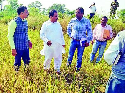 In the field of 19 hectares out of 130 hectare | १३० हेक्टर पैकी १९ हेक्टरमध्येच रोवणी