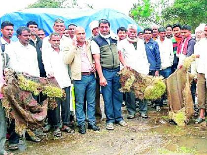 Seeds germinate at Paddy Center | धान केंद्रावरील धानाला फुटले अंकुर