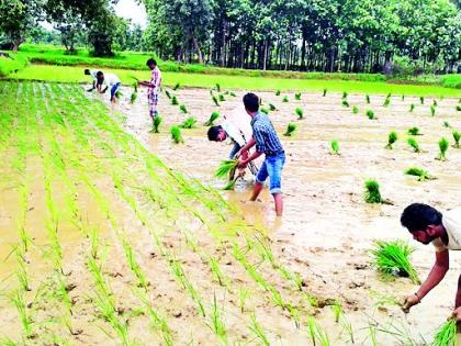  Remains restrictions on summer crop plantation | उन्हाळी पिक लागवडीवरील निर्बंध हटविले