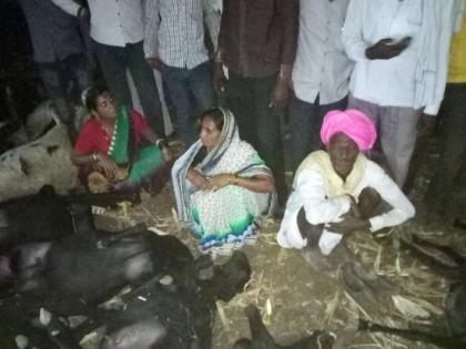 Death of 42 sheep caused by poisoning | विषबाधा झाल्याने ४२ मेंढ्यांचा मृत्यू