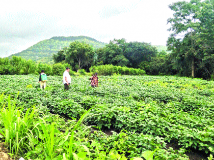 Pulp; Fear of farmers is stolen; Pictures in Malharpeeth area | कडधान्यानं मारलं; शेतकऱ्यांना भातानं तारलं; मल्हारपेठ परिसरातील चित्र