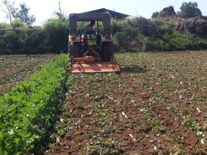  Rotavator rotated on the root crop | मुळा पिकावर फिरविला रोटाव्हेटर